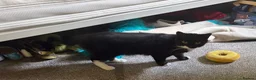 Mixed Breed cats for sale: Mixed breed black and white boy - Advert 1