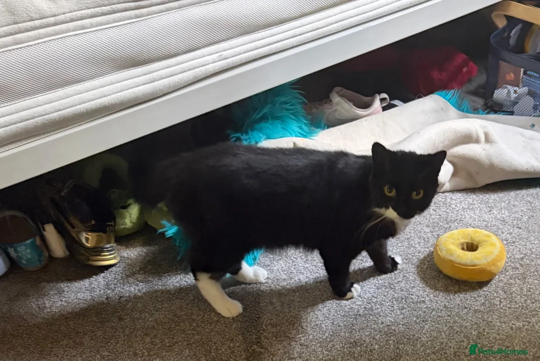 Mixed Breed cats for sale: Mixed breed black and white boy - Advert 1