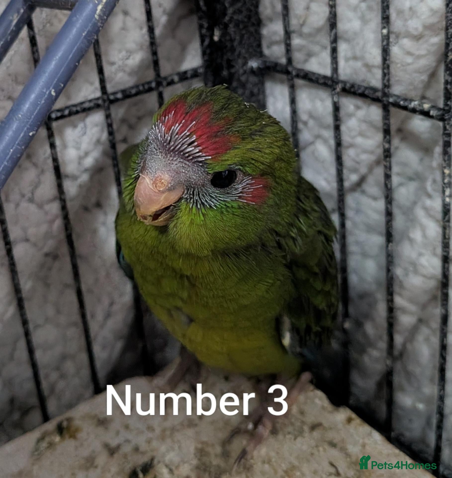 Parrots birds Baby kakarikis (small parrot) - Advert 8