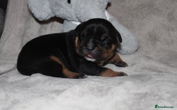 American Bully dogs for sale: 🔥🔥American bully pups 🔥🔥 - Image 2
