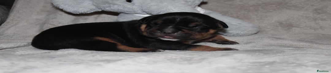 American Bully Puppy 1