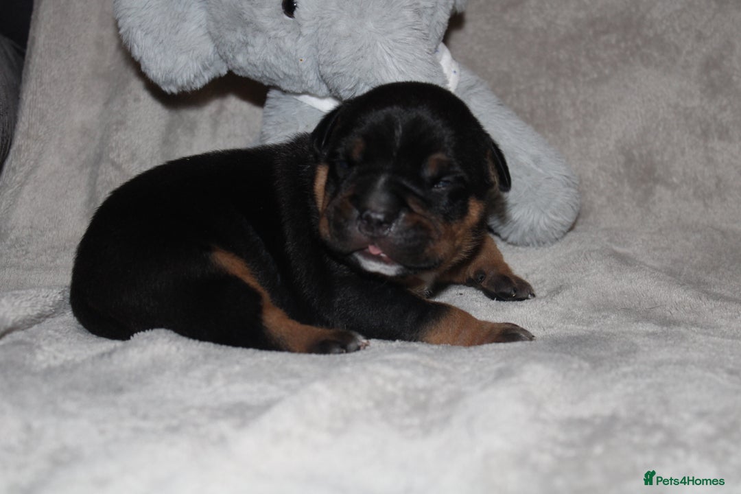 American Bully dogs for sale: 🔥🔥American bully pups 🔥🔥 - Image 2