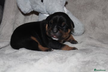 American Bully Puppy 1