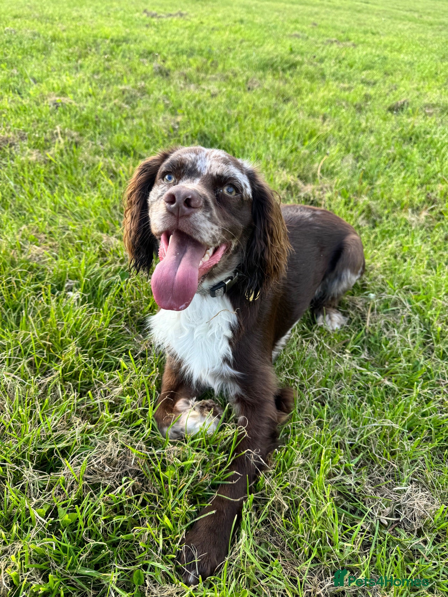 Cocker Spaniel dogs 1 year old spaniel looking for new home - Advert 1