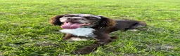 Cocker Spaniel dogs for sale: 1 year old spaniel looking for new home - Advert 1