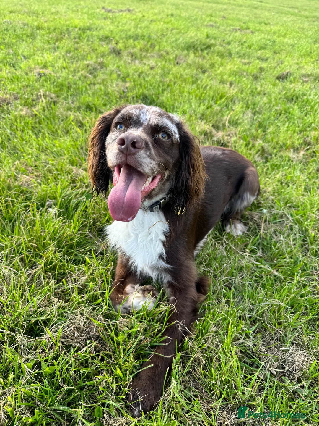 Cocker Spaniel dogs for sale: 1 year old spaniel looking for new home - Advert 1