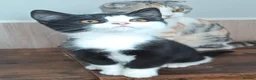 Scottish Fold cats for sale: Beautiful kittens - Advert 10