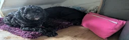 Sheepadoodle dogs for sale: last sheepadoodle  - Advert 14