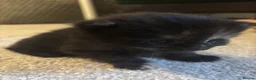 Maine Coon cats for sale: 1/2 Maine coon kittens  in Wolverhampton - Advert 11