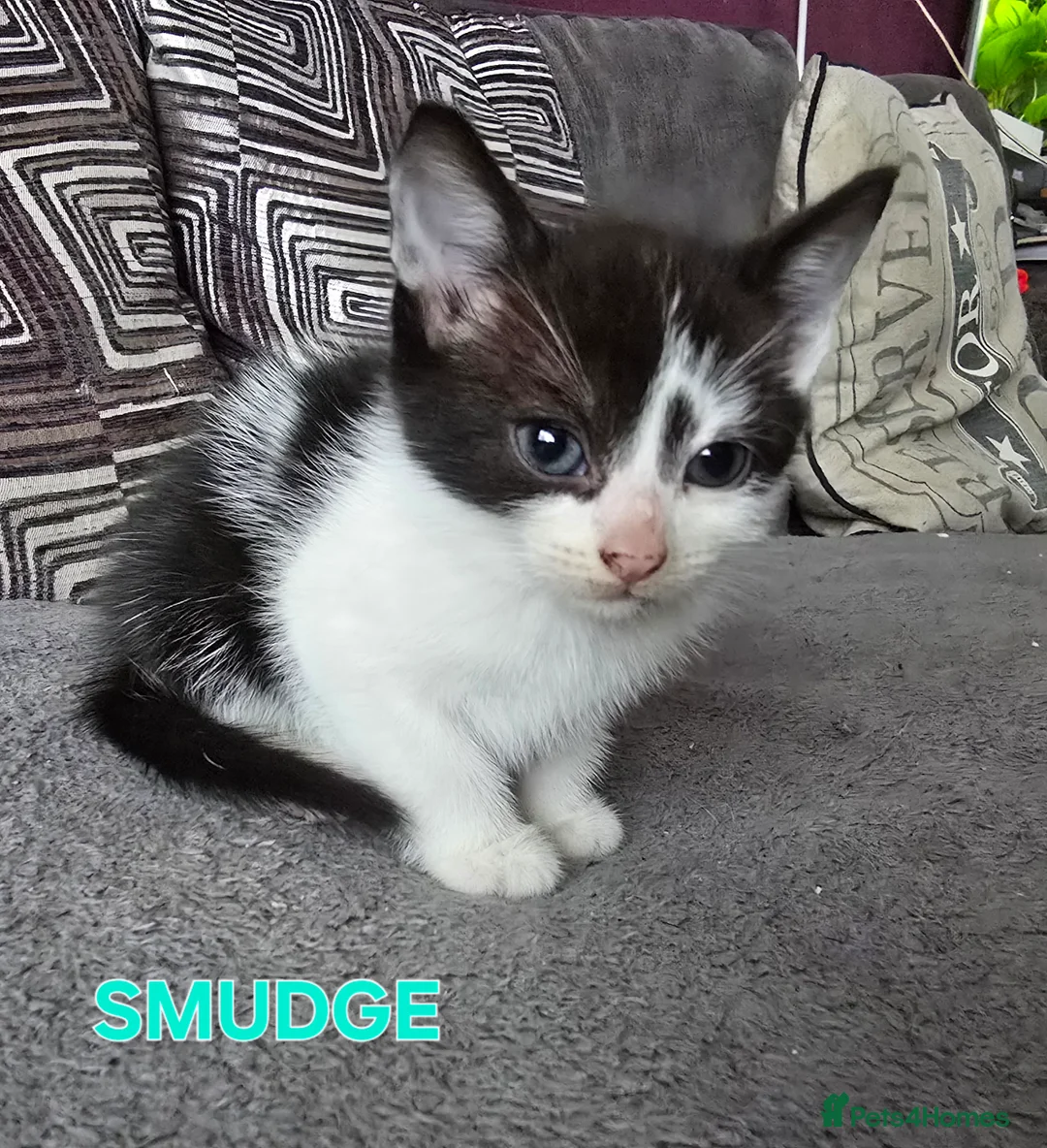 Mixed Breed cats for sale: 3 Beautiful Black & White kittens - Advert 9