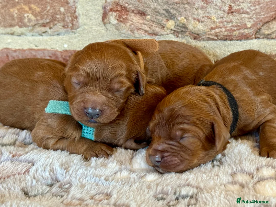 Cavapoo dogs for sale: F1 cavapoos  - Advert 11