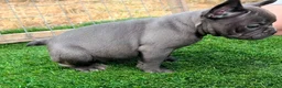French Bulldog dogs for sale: Blue French bulldog puppies  - Advert 16