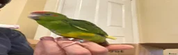 Parrots birds for sale: Hand reared Kakariki  - Advert 1