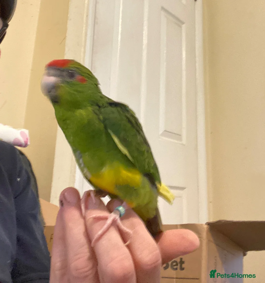 Parrots birds for sale: Hand reared Kakariki  - Advert 1