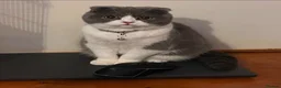 Scottish Fold cats for sale: 🐾 Stunning Scottish Fold — Ember, 2 Years Old - Advert 3