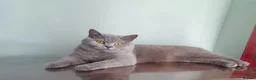 British Shorthair cats for sale: Beautiful Lilac Female British Shorthair 💜🐾 - Advert 6