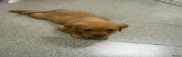 Labrador Retriever dogs for sale: 7 red fox Labrador puppies  - Advert 8