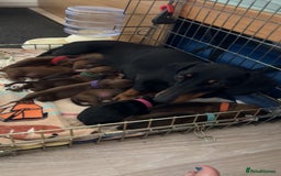 Dachshund dogs for sale: Dachshund puppies for sale - Image 1