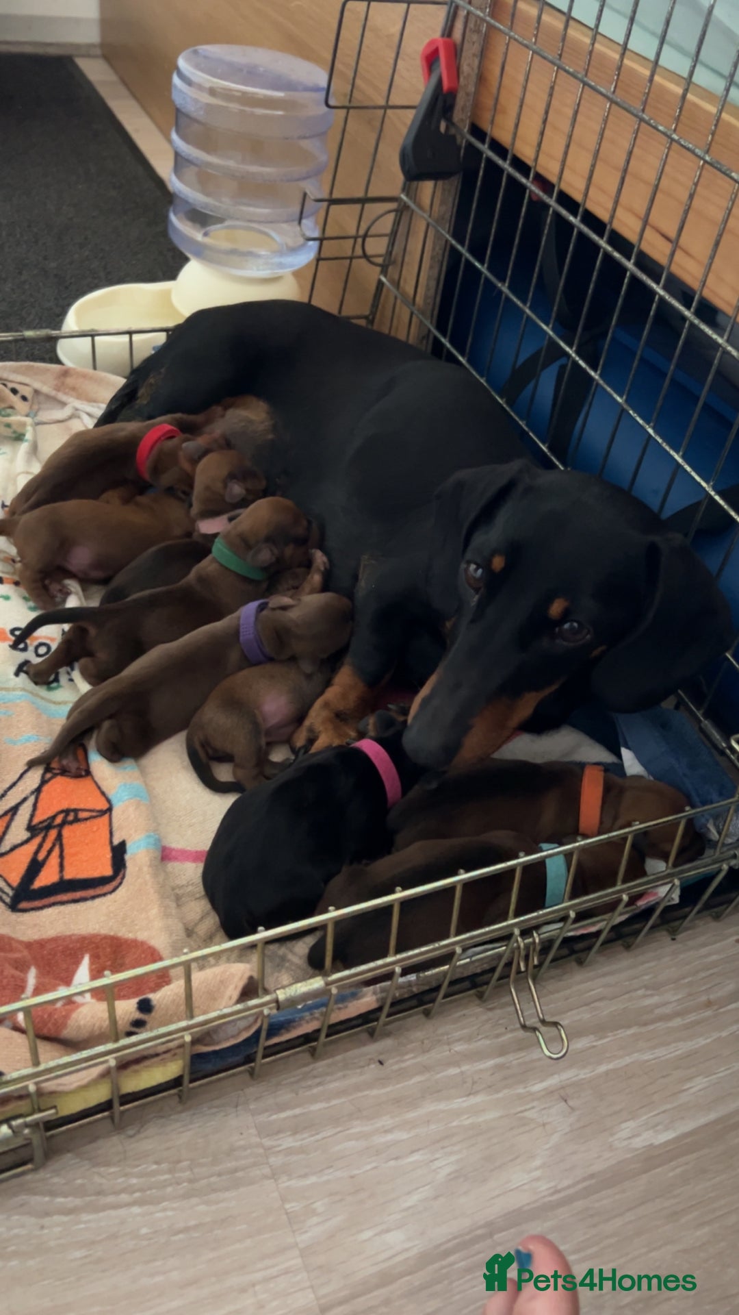 Dachshund dogs for sale: Dachshund puppies for sale - Image 1