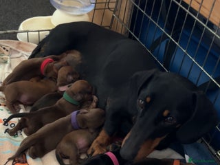 Dachshund dogs - Advert 7