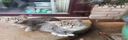 Mixed Breed cats for sale: Kittens  - Advert 11