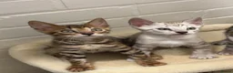 Bengal cats for sale: 🌟pedigree bengal kittens🌟 - Advert 8