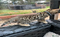 Bengal cats for sale: ❤️ PURE BENGAL KITTENS FOR RESERVATION! ❤️ in Birmingham - Image 18