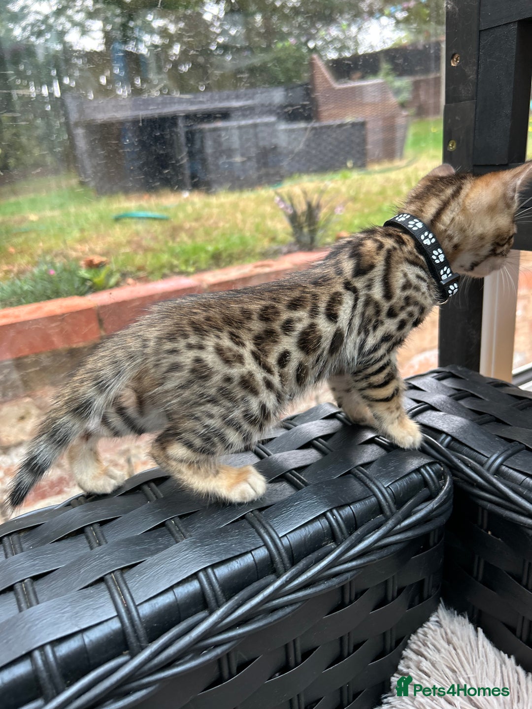 Bengal cats for sale: ❤️ PURE BENGAL KITTENS FOR RESERVATION! ❤️ in Birmingham - Image 18