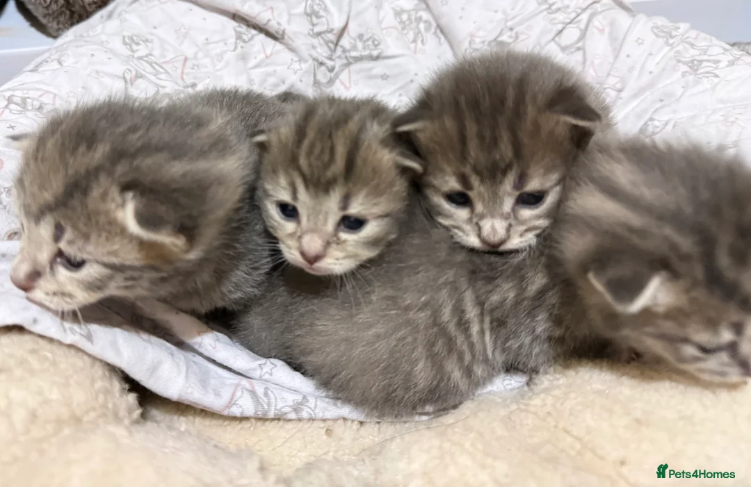 Mixed Breed cats for sale: 4 Healthy adorable Fluffy Tabby kittens  - Advert 2