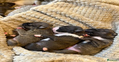 English Bull Terrier dogs - Advert 15