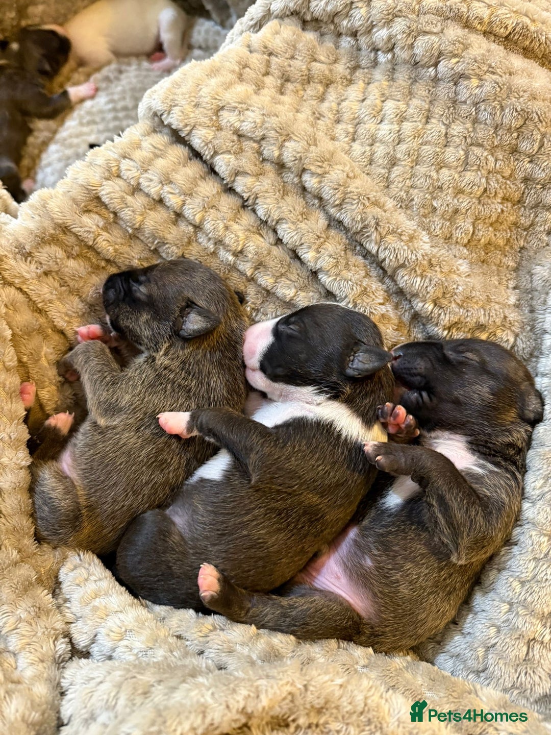 English Bull Terrier dogs for sale: Champion line EBT Puppies - Image 2