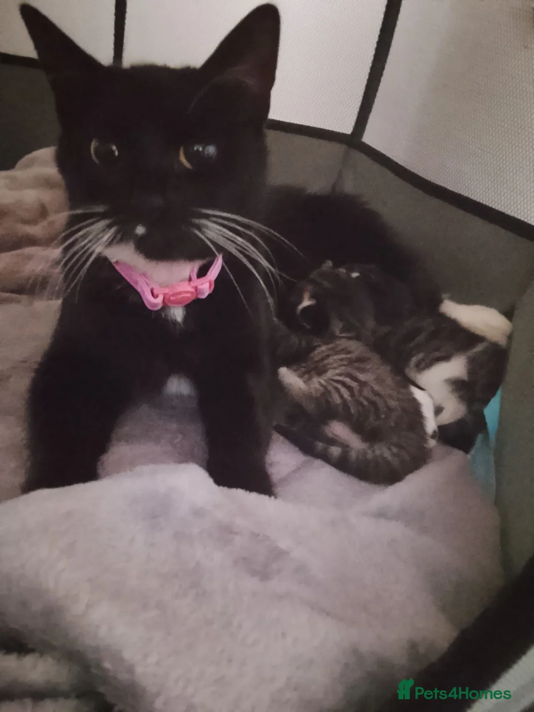 Mixed Breed cats for sale:  Beautiful Pair of Tabby Kittens - Advert 2