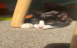 Mixed Breed cats for sale: Male cats  - Image 3