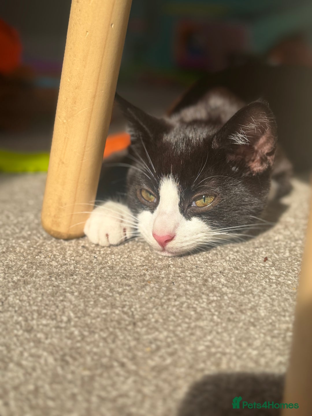 Mixed Breed cats for sale: Male cats  - Image 3