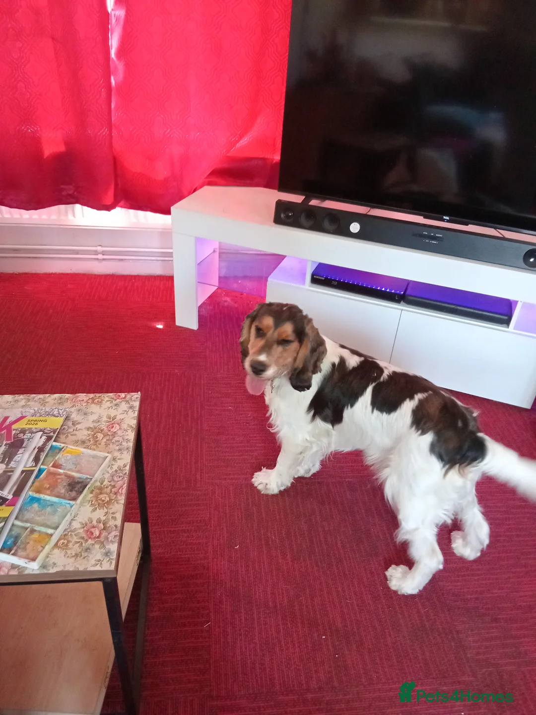 Cocker Spaniel dogs for sale: show type cocker spaniel boy  - Advert 7