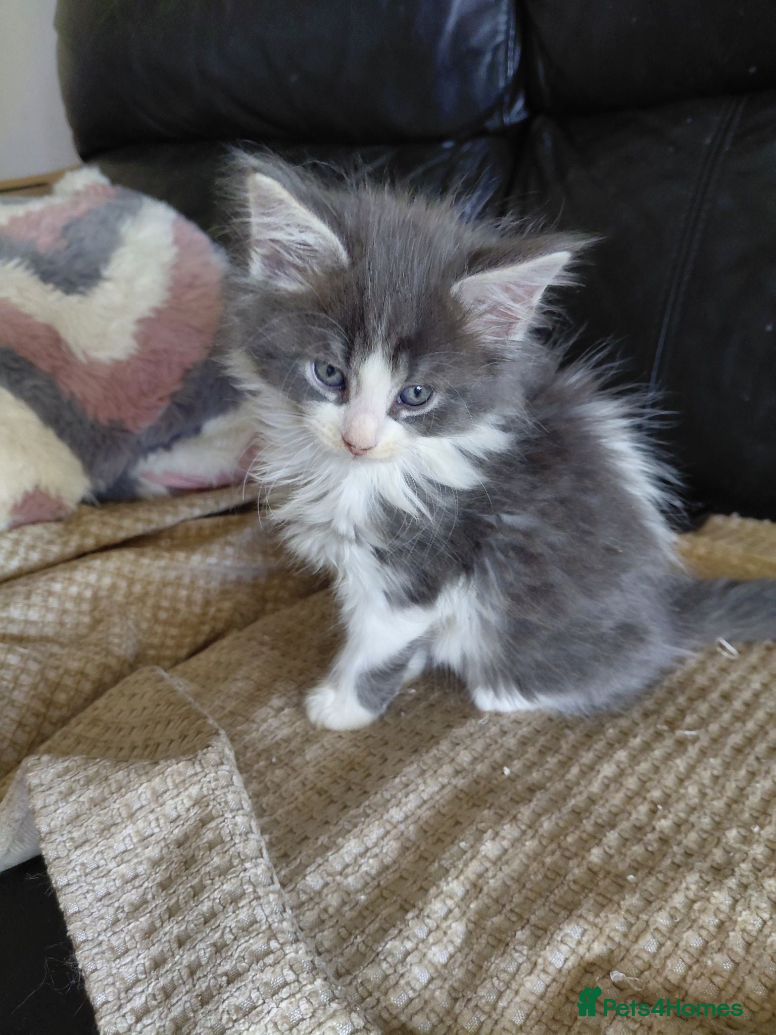Mixed Breed cats 3/4 Maine coon. 1/4 sphynx - Advert 1