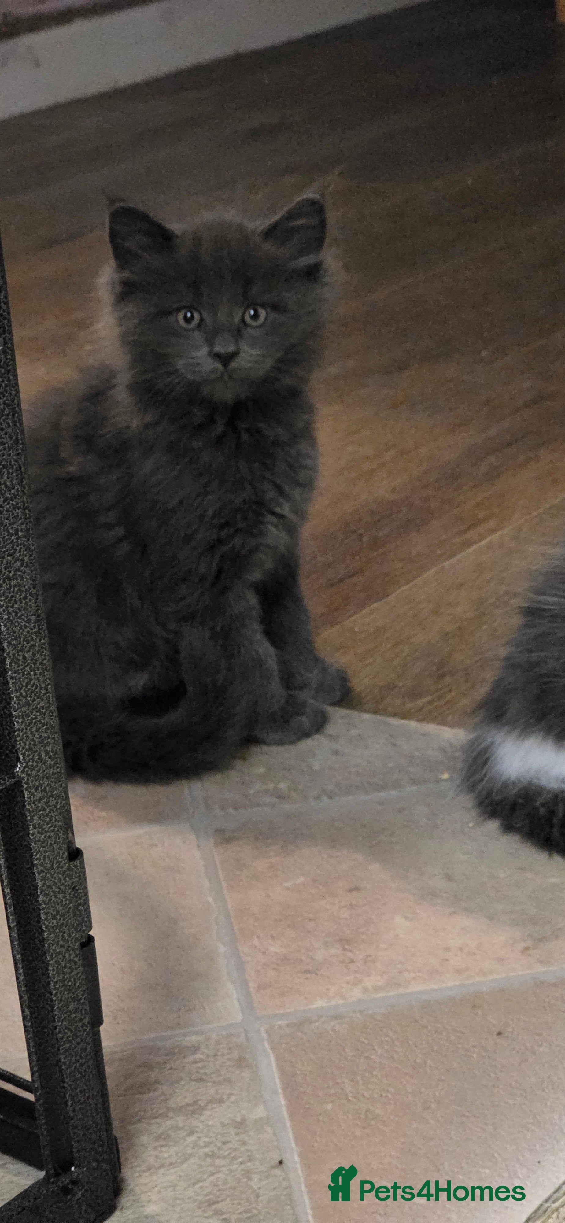 Maine Coon cats Tica registered maincoon kittens  - Advert 9