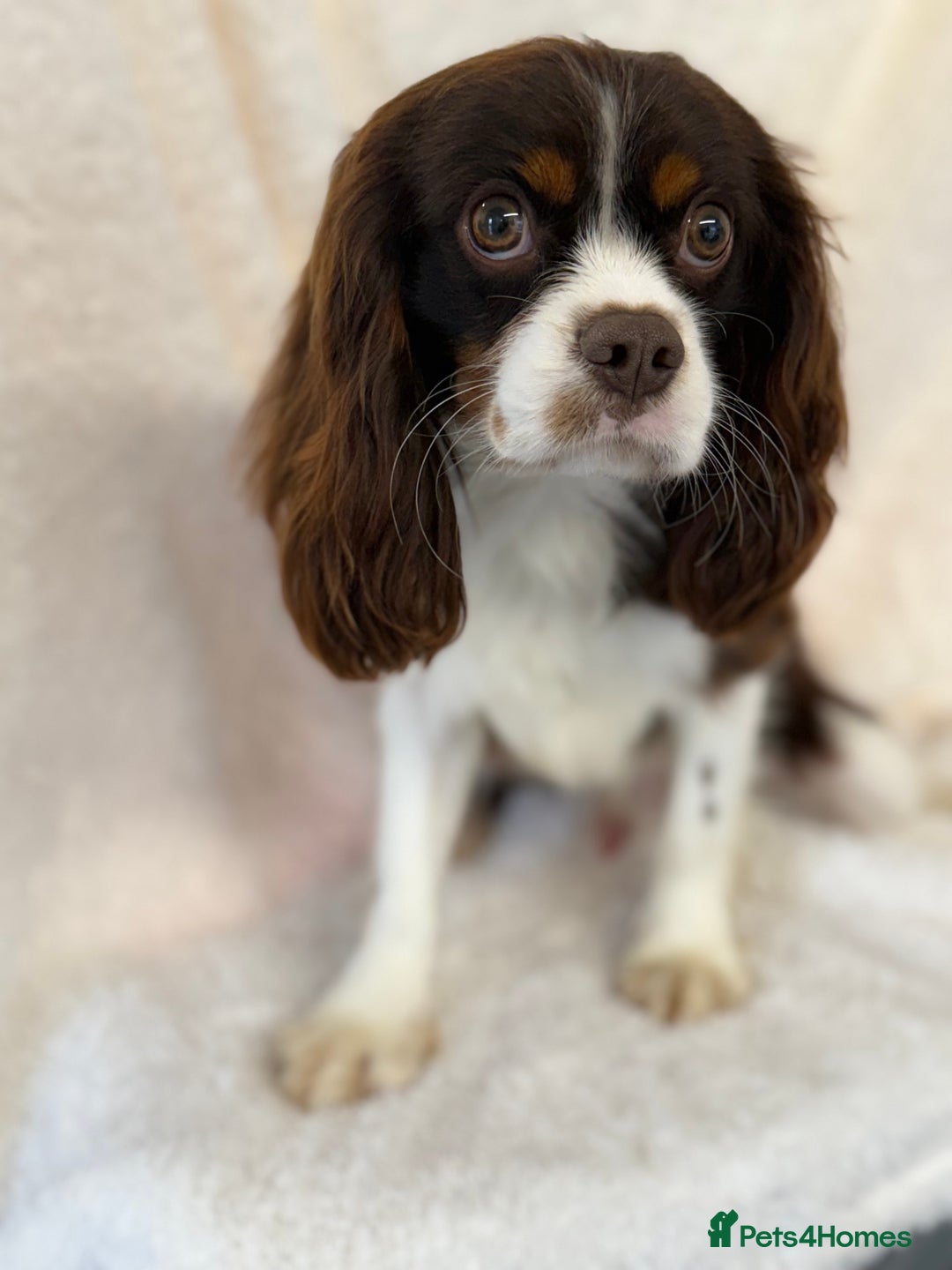 Cavalier King Charles Spaniel dogs for stud: KC Chocolate Tri FOR STUD  - Advert 3