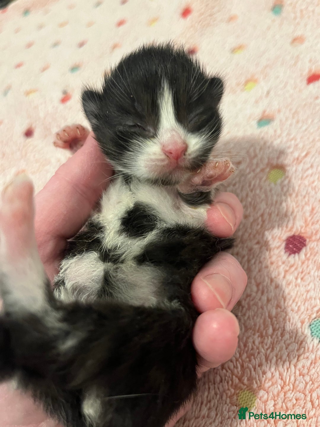 Mixed Breed cats for sale: Beautiful kittens for sale 🥰 - Advert 13