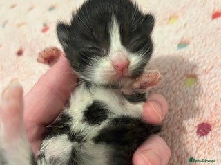 Mixed Breed cats Beautiful kittens for sale 🥰 - Advert 15