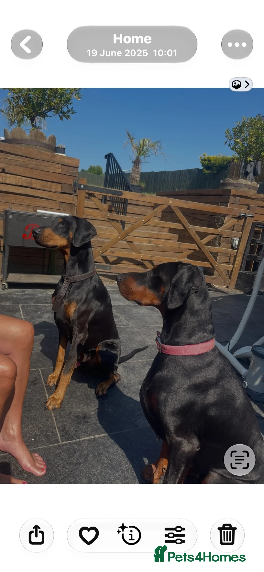 Dobermann dogs for sale: Doberman Puppies - Advert 1