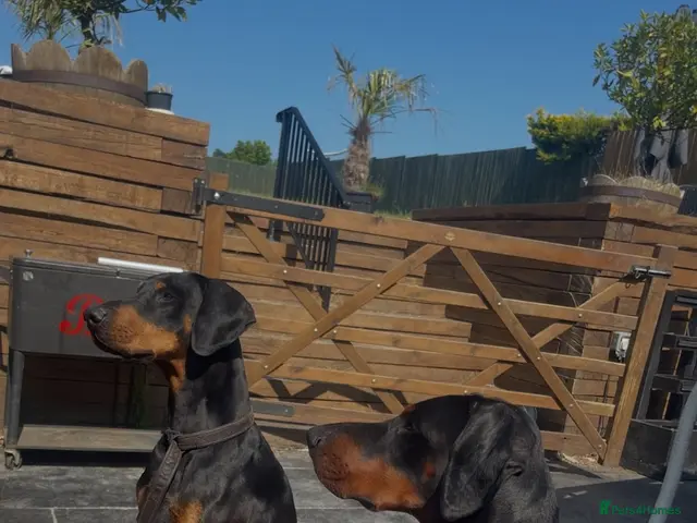 Dobermann dogs for sale: Doberman Puppies - Advert 10
