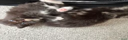 Ragdoll cats for sale: Ragdoll/Cherubim blue eyed kittens in Hinckley - Advert 9