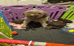 Lagotto Romagnolo dogs for sale: Lagotto Romagnolo, pure breed, KC reg litter - Image 9