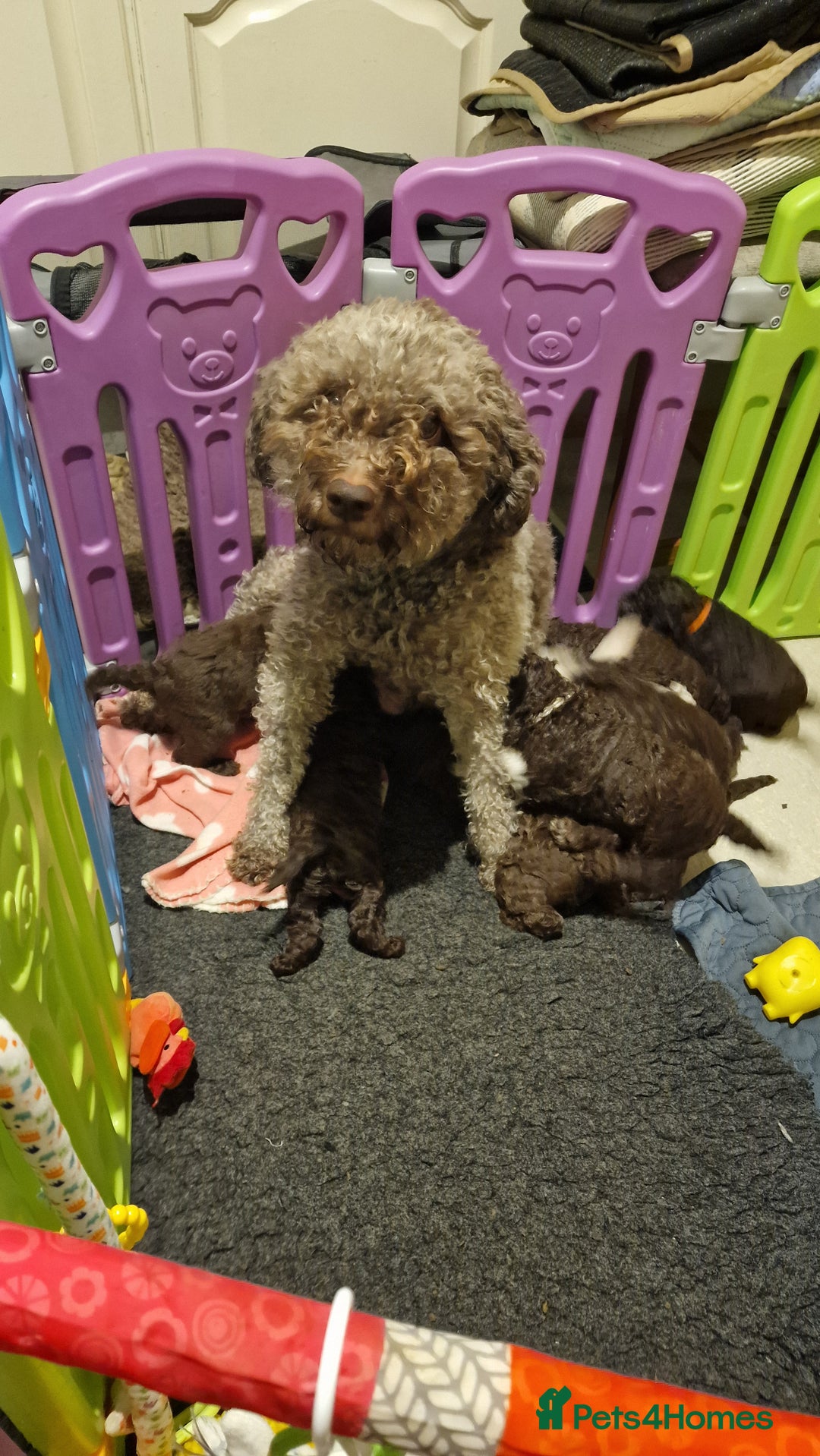 Lagotto Romagnolo dogs for sale: Lagotto Romagnolo, pure breed, KC reg litter - Image 9