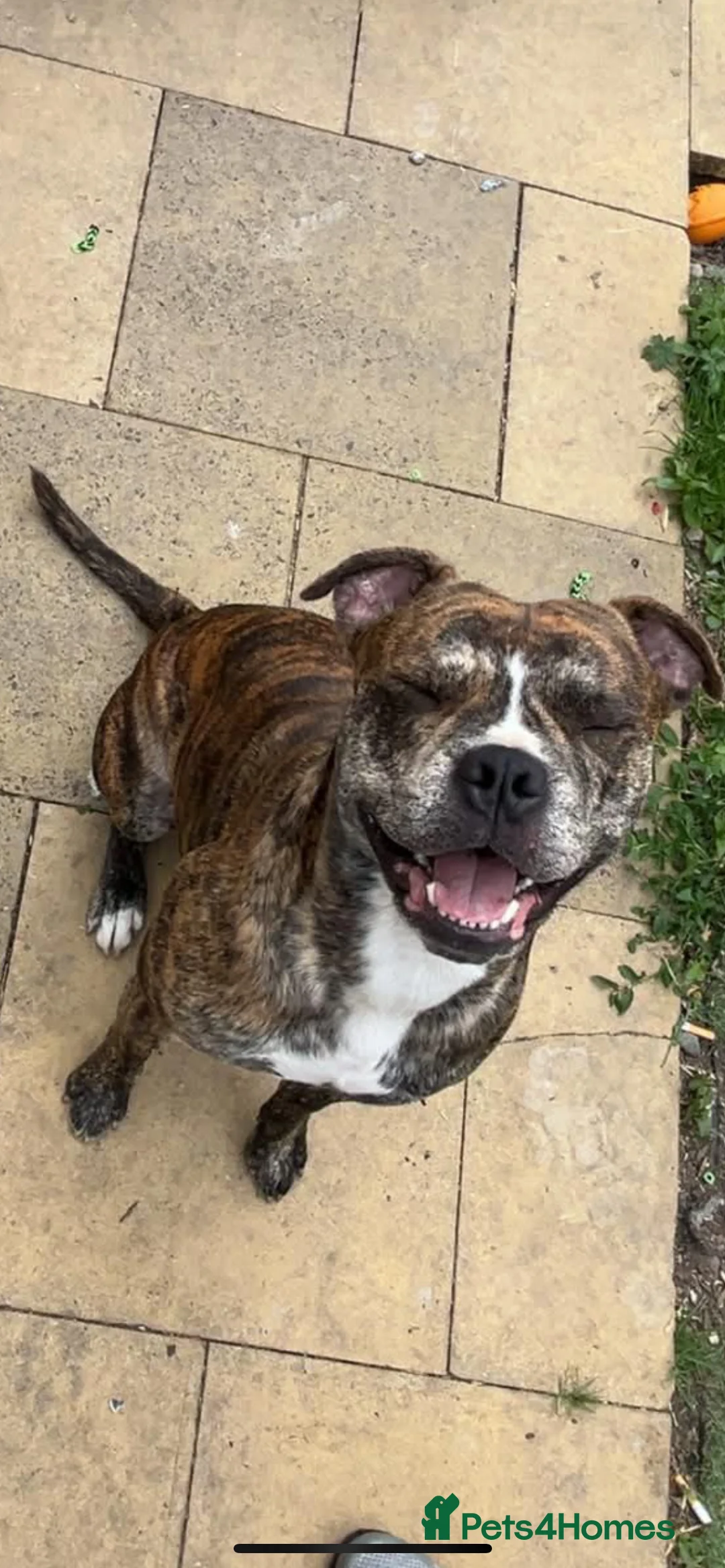 American Bull Staffy dogs for sale: 13 Stunning American bulldog staff mix puppies 😍 - Advert 30