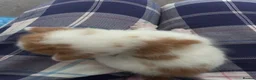 Mixed Breed cats for sale: 3 mix breed kittens  - Advert 4