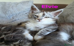 Maine Coon cats for sale: Rare Pure Breed Mainecoons - Image 12