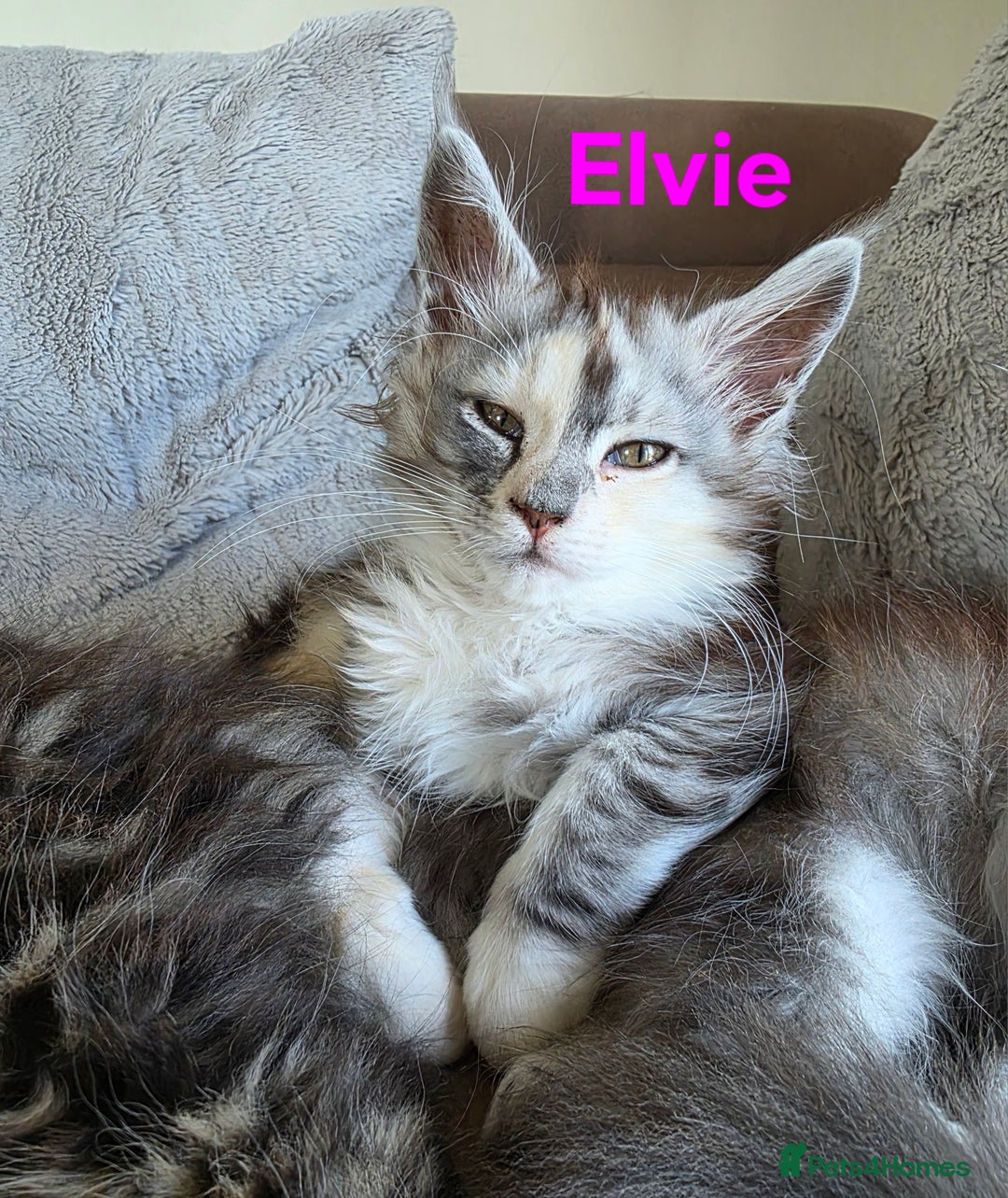 Maine Coon cats for sale: Rare Pure Breed Mainecoons - Image 12