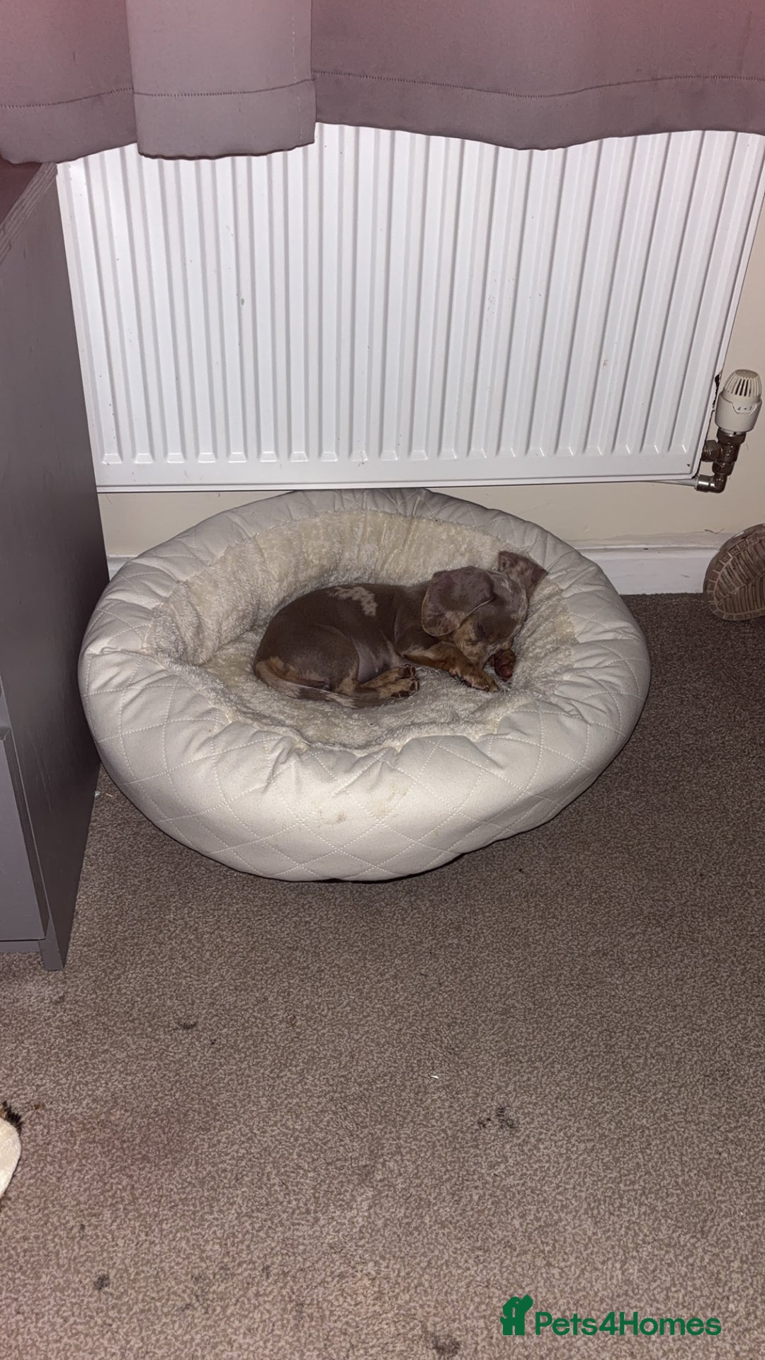 Miniature Dachshund dogs for sale: Stunning miniature dachshunds in Kidderminster - Image 10